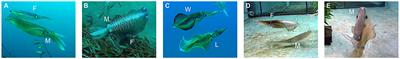 Quantitative Analysis of Dynamic Body Patterning Reveals the Grammar of Visual Signals during the Reproductive Behavior of the Oval Squid Sepioteuthis lessoniana